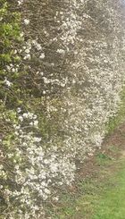 Flowering_hedge.JPG